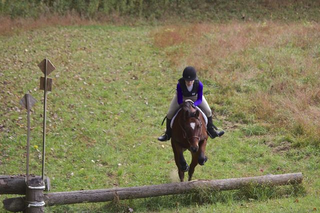 Darby O'Day, Connemara Pony gelding